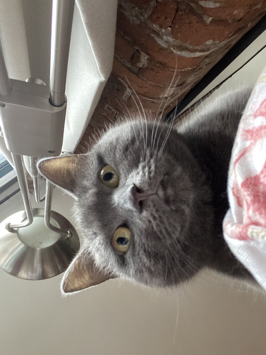 tinybiscuit_cat's tweet photo. beef is the same size and weight as me https://t.co/LhgbJUgLOt