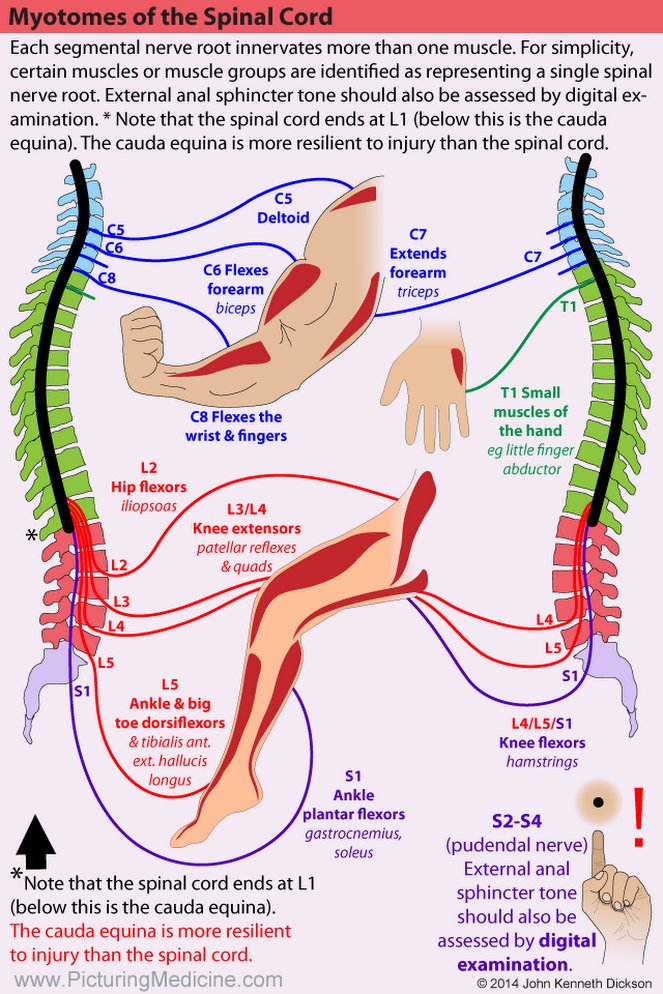 What can you share about myotomes of the spinal cord? 

Credits: John Kenneth Dickson

#MedTwitter