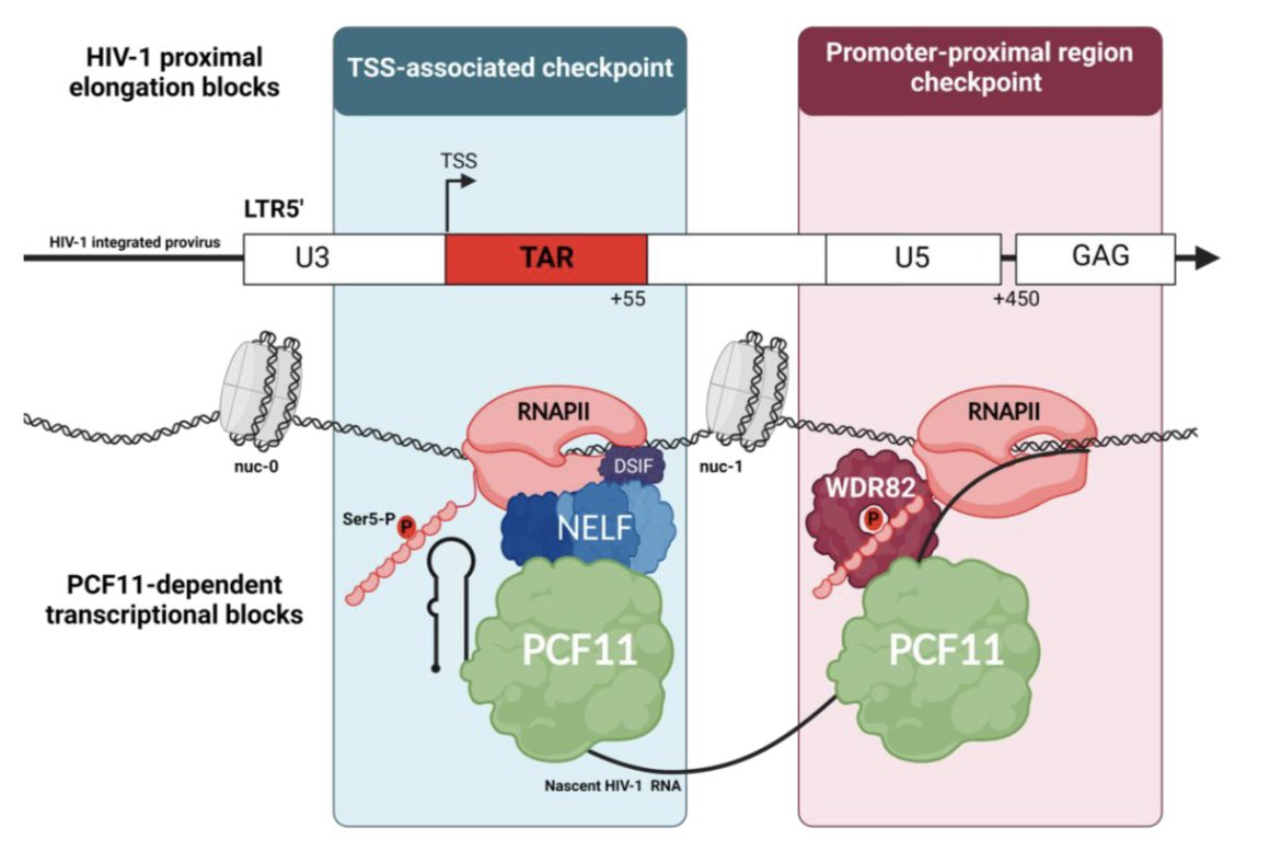 I couldn't have ended the year with a better gift than to be able to broadly share the main story of my PhD work, recently published in <a href="/PNASNews/">PNASNews</a>. 

We found that #PCF11 associates with #WDR82 to silence HIV-1 in latently infected cells. 

Full article ➡️ doi.org/10.1073/pnas.2…