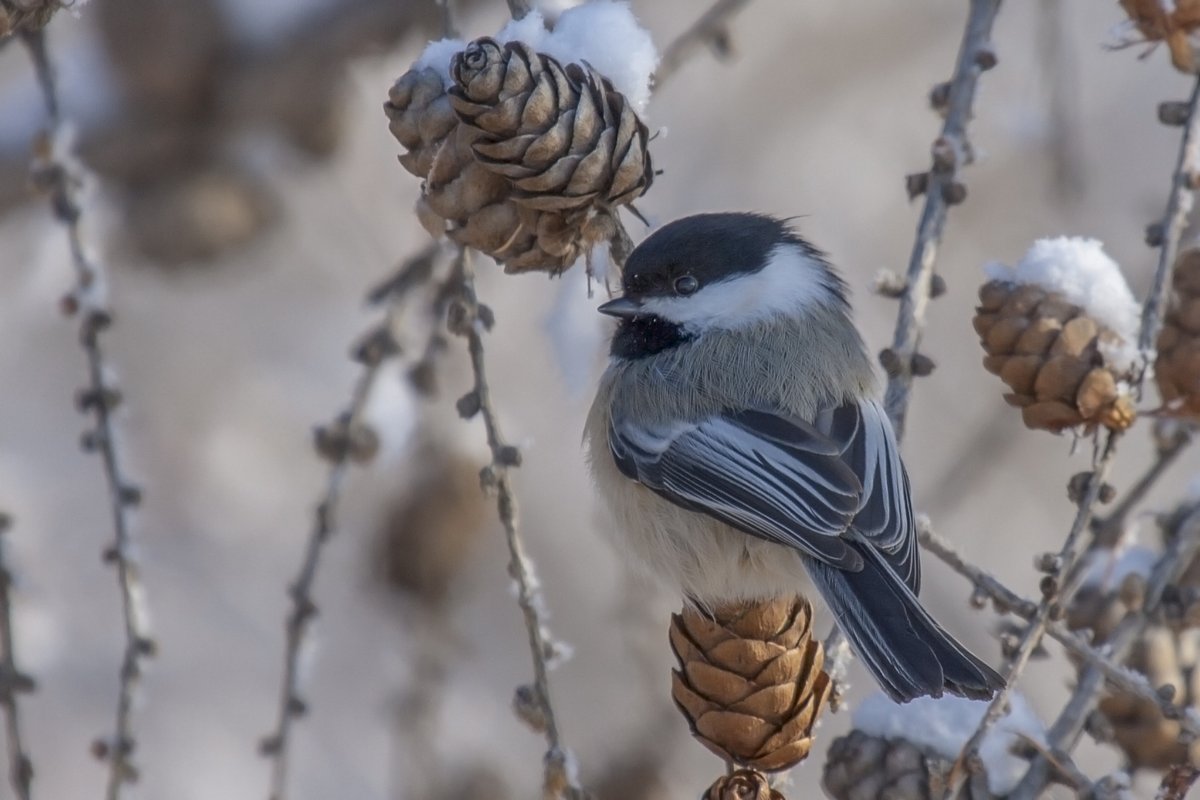 Best seat in the house (Black-capped chickadee, also known as black-capped chicka-SQUEEEE)