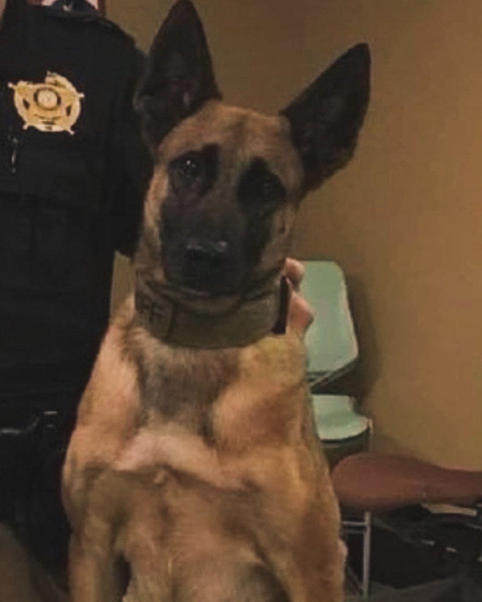 This girl is on the way to our Project K-9 Hero Rehabilitation and Rehoming Facility this morning to have her life saved. After two failed adoptions after her service, K-9 Ryka was facing euthanasia this Christmas! Instead, she will be inducted as our 52nd and last member of 2023