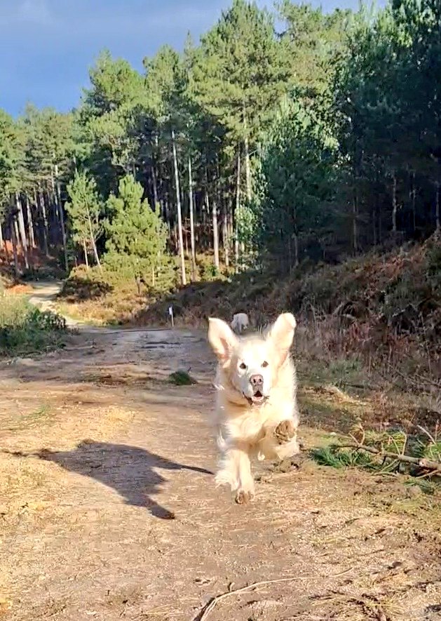 FurzeyRetriever's tweet photo. Big scary golden bat #FullFlaps https://t.co/VD7cYi64as