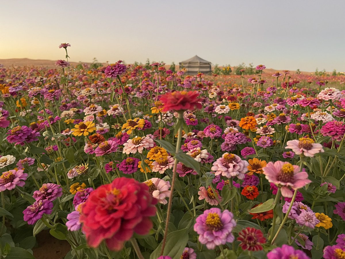 د.حمود بن فهد الشمري tweet media