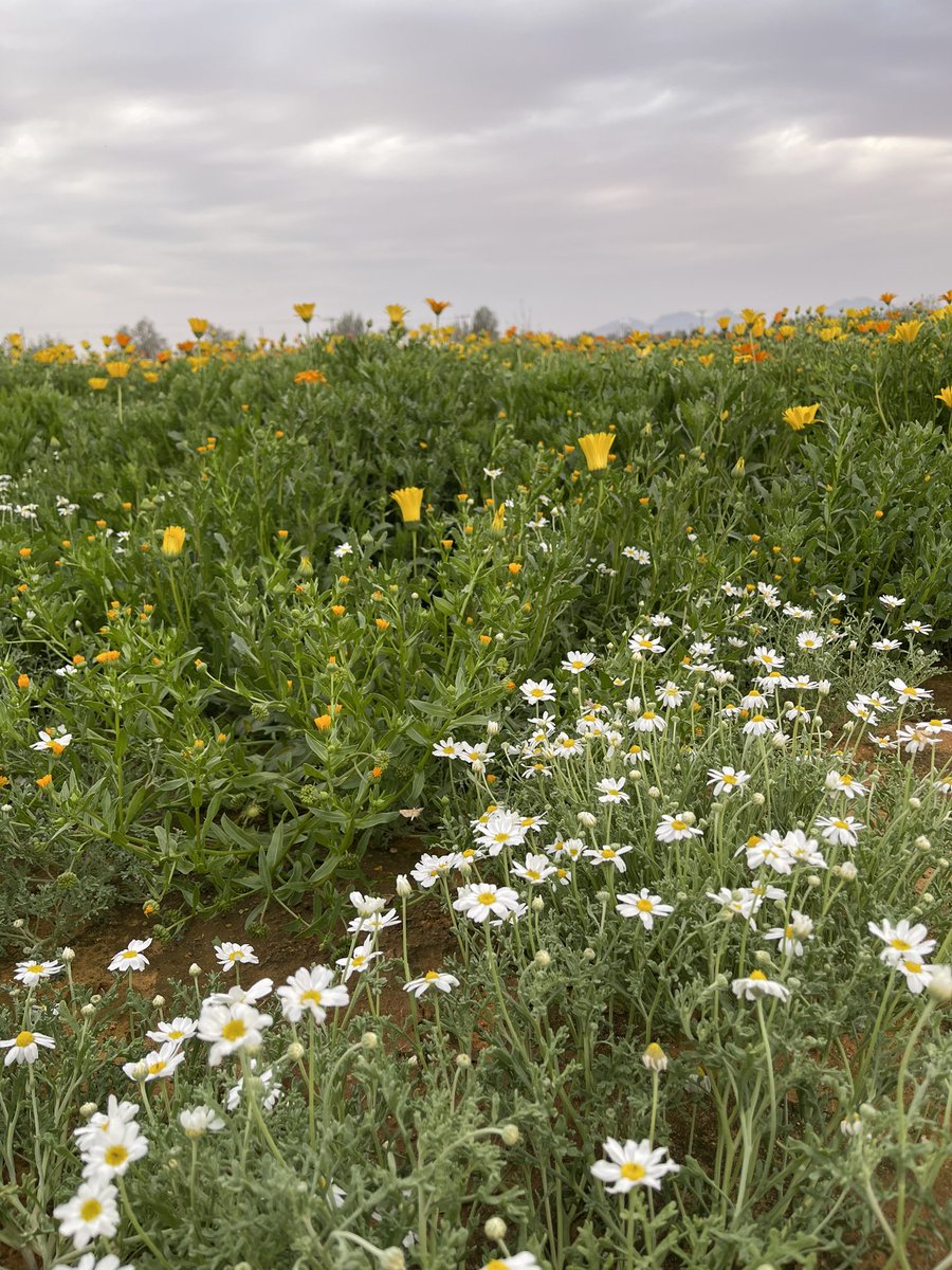 د.حمود بن فهد الشمري tweet media