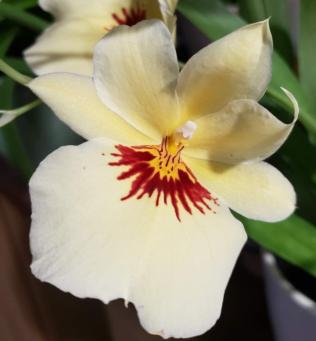 Usually you see alot of reds with Miltoniopsis. We love saying #DareToBeDifferent ! One of our favorites ❤ Some great info on their culture & care. Thanks @americanorchi bit.ly/2dYvQho