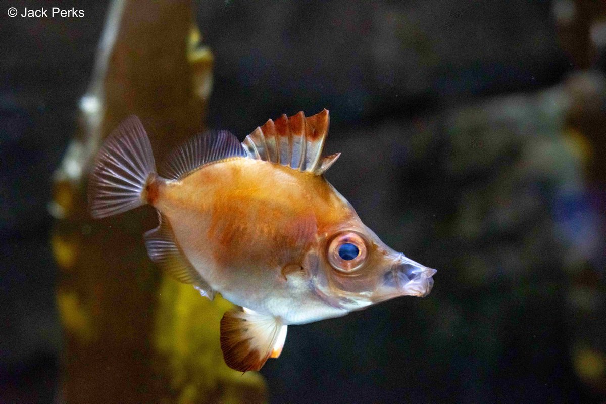 This is the boarfish a species normally found in deeper water around the British coastline.