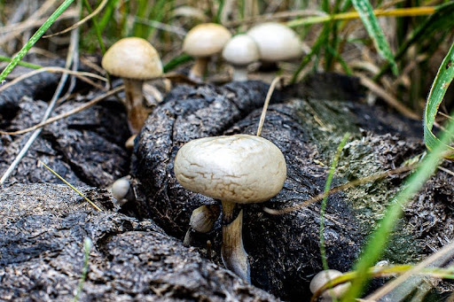 Magic mushrooms aren’t just about visuals – they can also offer solace to individuals in their end-of-life journey. Explore diverse uses for mushrooms - and find your own perfect mushroom options- at michiganmyco.com.