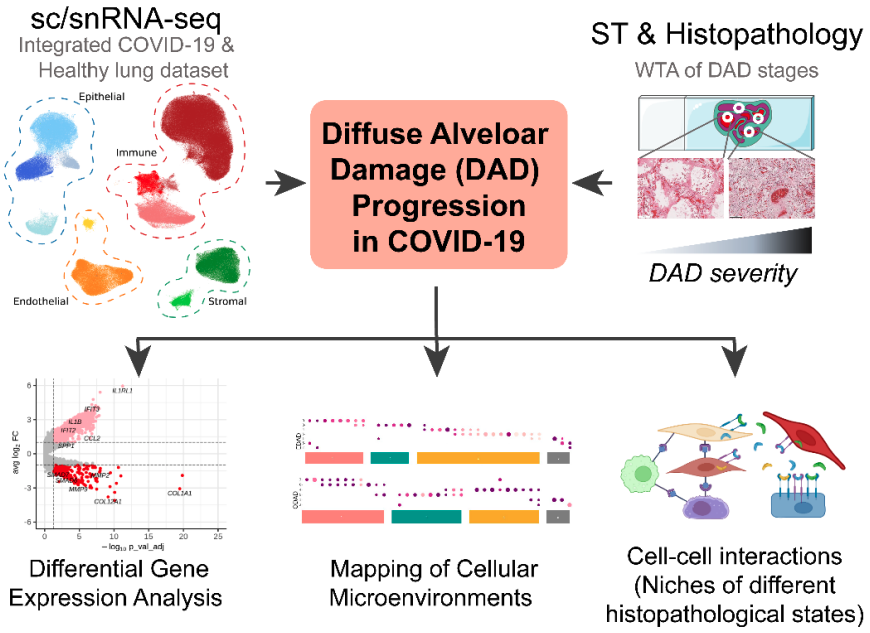 #Spatial Preprint🚨We've integrated #Histopathology, Spatial &amp; #Singlecell #Transcriptomics to unravel #COVID19 🫁damage complexities. Joint effort with <a href="/bayraktar_lab/">Omer Ali Bayraktar</a> <a href="/sangerinstitute/">Wellcome Sanger Institute</a> <a href="/NosedaLab/">Noseda_lab</a> <a href="/imperialcollege/">Imperial College London</a> <a href="/m_hemberg/">Martin Hemberg</a> <a href="/UKCICstudy/">UK-CIC</a>
collabs. Check out 🧵doi.org/10.1101/2023.1…