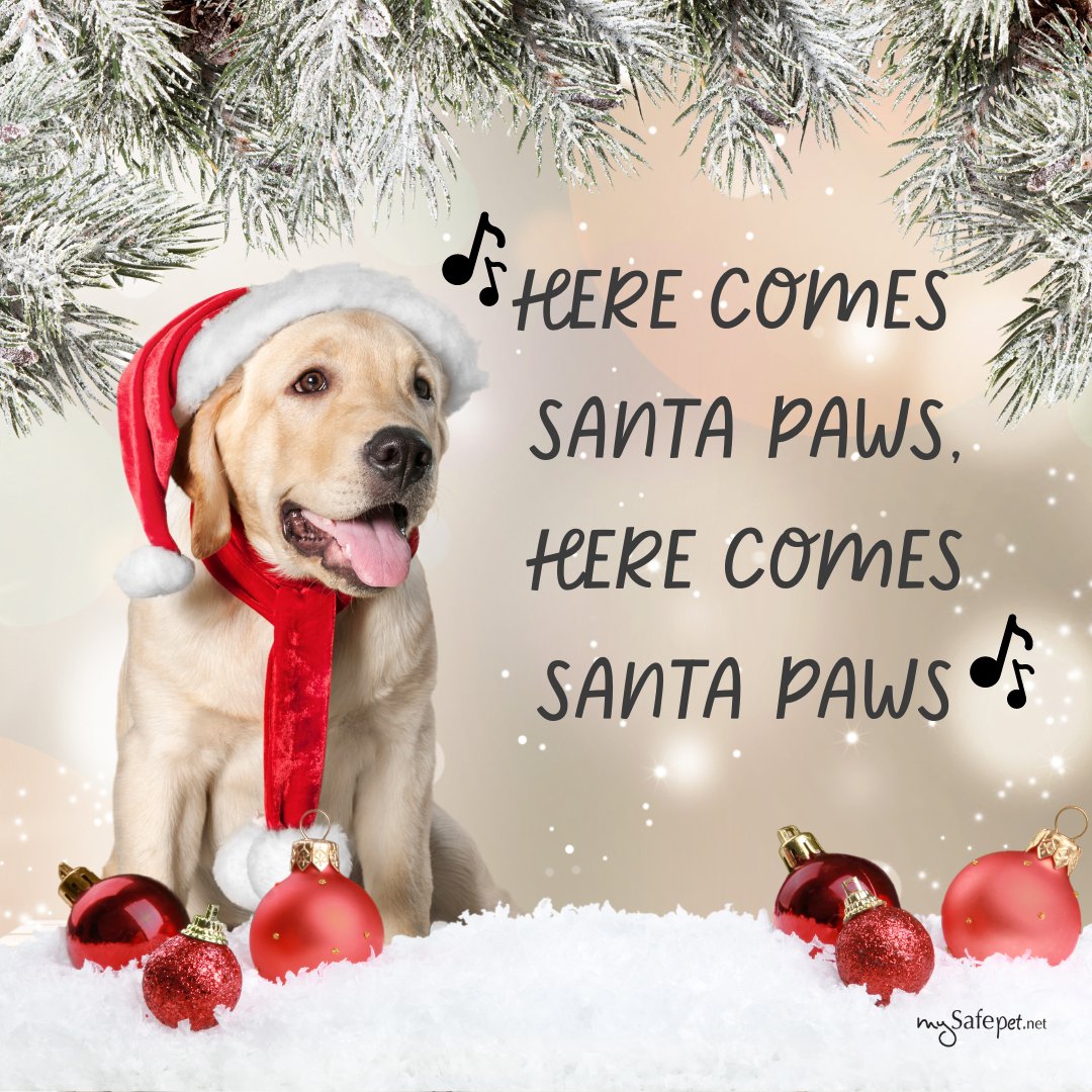 MySafePetNet's tweet image. We’re feeling that #FestiveFridayFever! 🎄✨

 T-minus three days until the #JingleBells rock and #SantaPaws comes to town! 🎅🎁 

Who else is looking forward to #Christmas?

#MySafePet #MySafePetCommunity #PetParent #AnimalLover #AnimalSafety #MerryChristmas #HappyHolidays