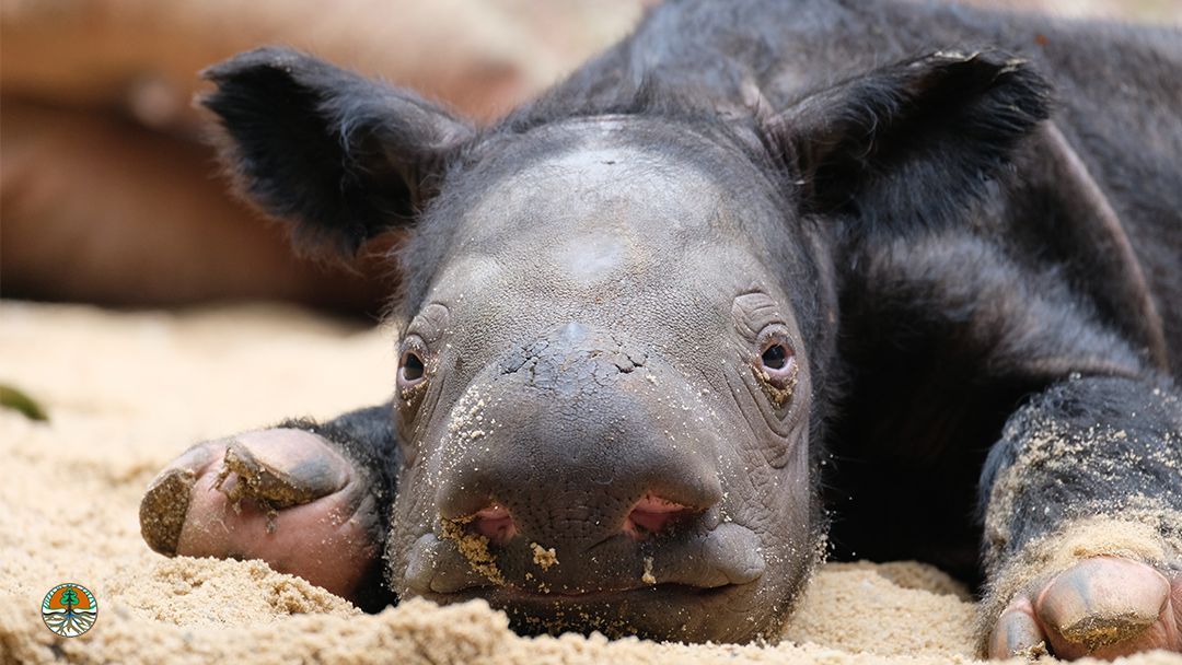 Caught our favorite holiday snoozer in the act! 🦏✨ Wishing you cozy moments and peaceful dreams this festive season. 💤🎄 #RhinoNaps #HolidayChill . . . Photo courtesy of the Indonesian Ministry of Environment and Forestry #TeamRhino #SumatranRhino #TeamBadak