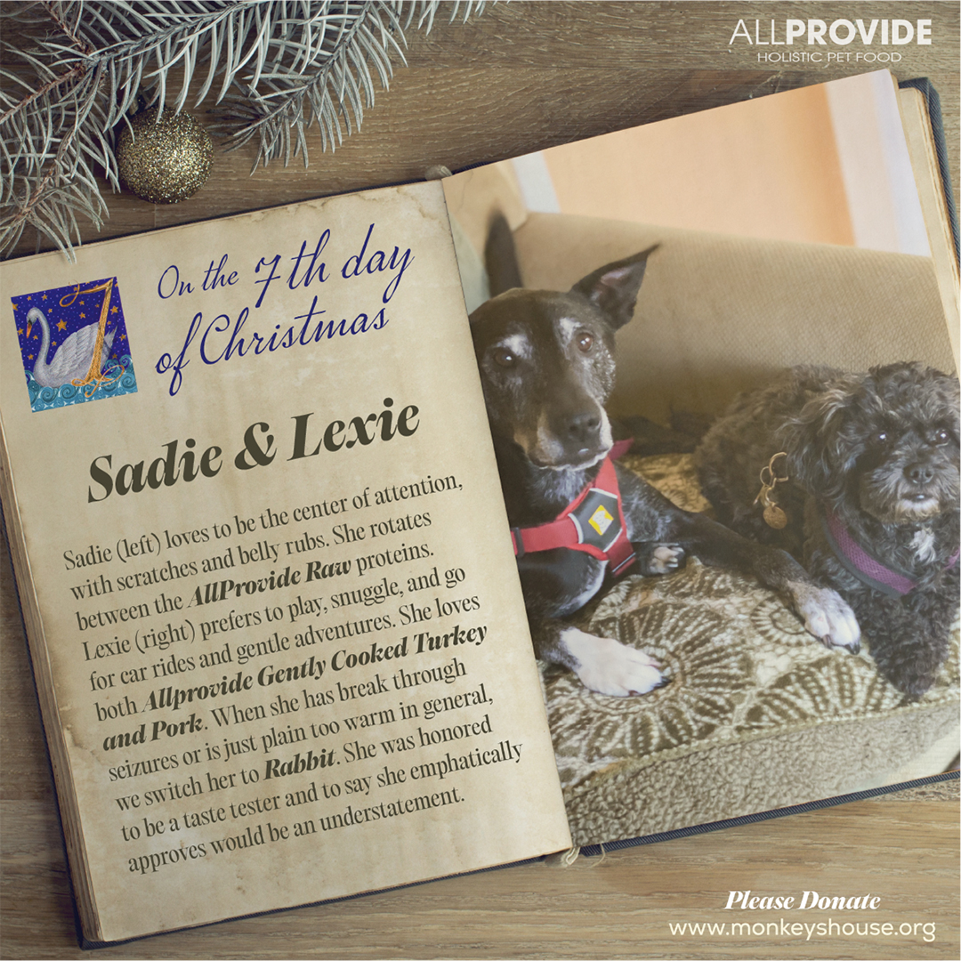 The 12 Dogs of Xmas CELEBRATING PETS in a series of awe-inspiring “true loves.” They're our gifts. This is their story. Non-profit Monkey’s House is a loving place where dozens of dogs have spent their final days. Pet hospice #DONATE TODAY monkeyshouse.org 
#petcharity