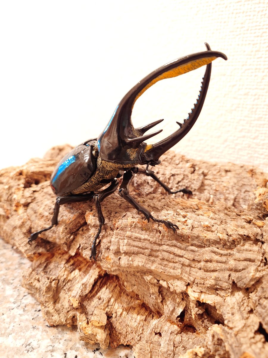 まくま (@Fwq2G0D6HGkl6ZS) / Posts / X