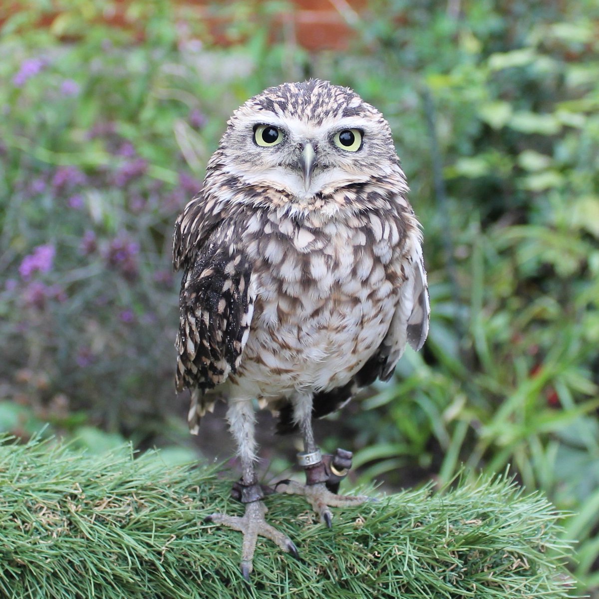 Hello Twitterati,  I hope your Friday is absolutely splendid in fact I hope its a hoot !!! #Friday #FridayFeeling #FridayVibes #owl #owls #owlsofx #burrowingowl