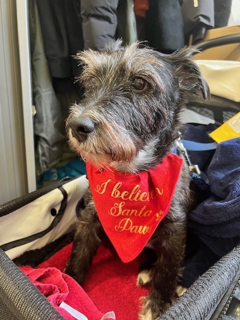 From all of us at King's Volunteer Service, we wish you a very Merry Christmas! 🎄 Thank you to all our volunteers and staff who will be supporting our patients over the festive period. A big festive thank you too from Scruffy our @PetsAsTherapyUK volunteer at Denmark Hill!