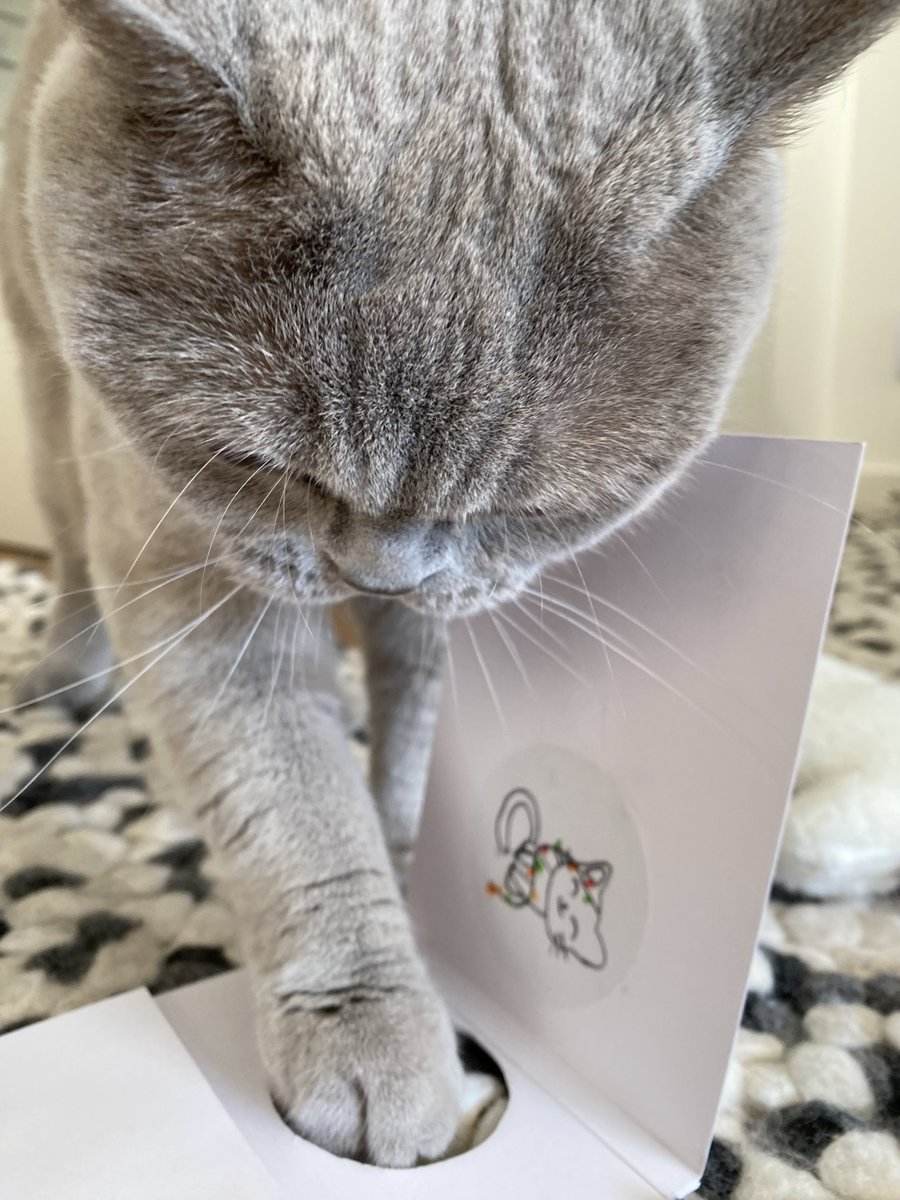 Thank you to our sweet friend @ideiazcommimo for the beautiful handmade card 😻 Alice is exploring it thoroughly 😹 #christmascards #CatsOfTwitter