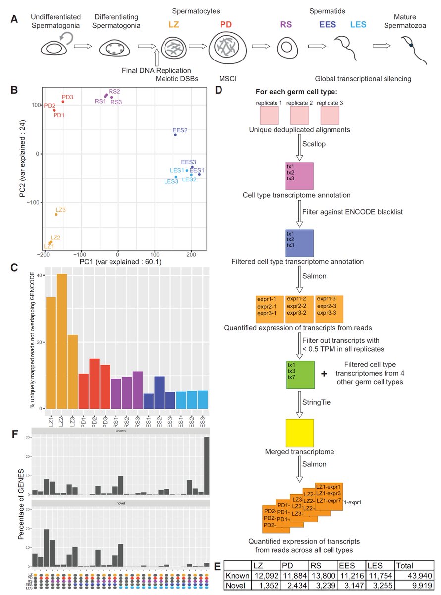 <a href="/PetersLabFMI/">Peters Lab</a>: “De novo transcriptome assembly of mouse male germ cells reveals novel genes, stage-specific bidirectional promoter activity, and noncoding RNA expression” now online at Genome Research <a href="/genomeresearch/">Genome Research</a> genome.cshlp.org/cgi/content/lo… (1/3)