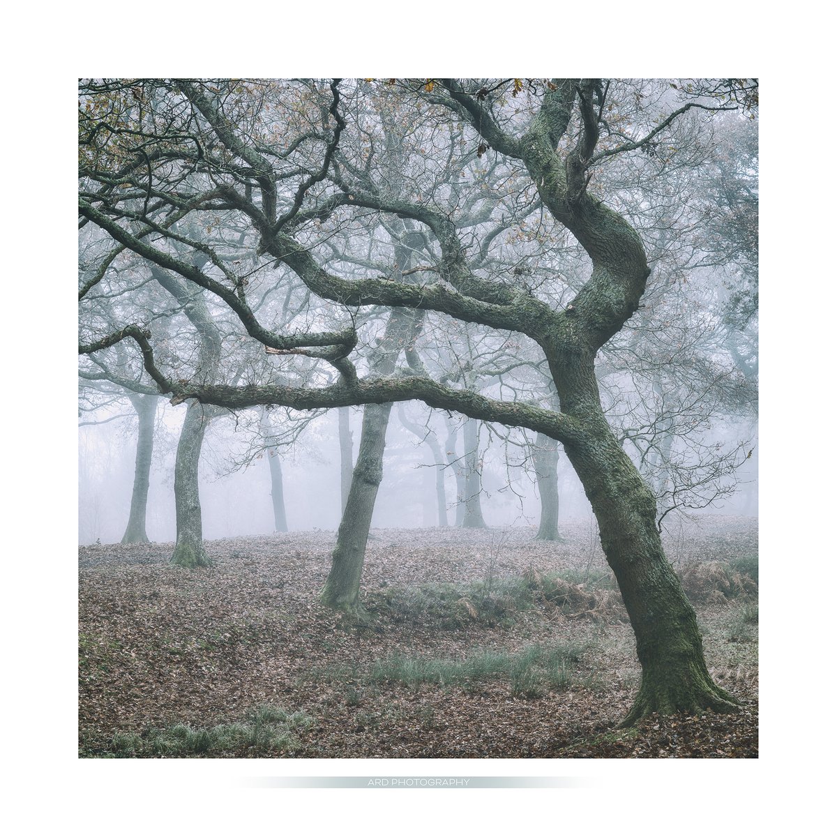 THROWING SHAPES Some trees just seem to throw better shapes ....