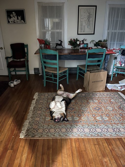 The holidays are around the corner and Charley is ecstatic. #bulldog #HappyHolidays https://t.co/5le<a href="/tag/bulldog"class="tags"><span>#bulldog</span></a><a href="/tag/happyholidays"class="tags"><span>#happyholidays</span></a>