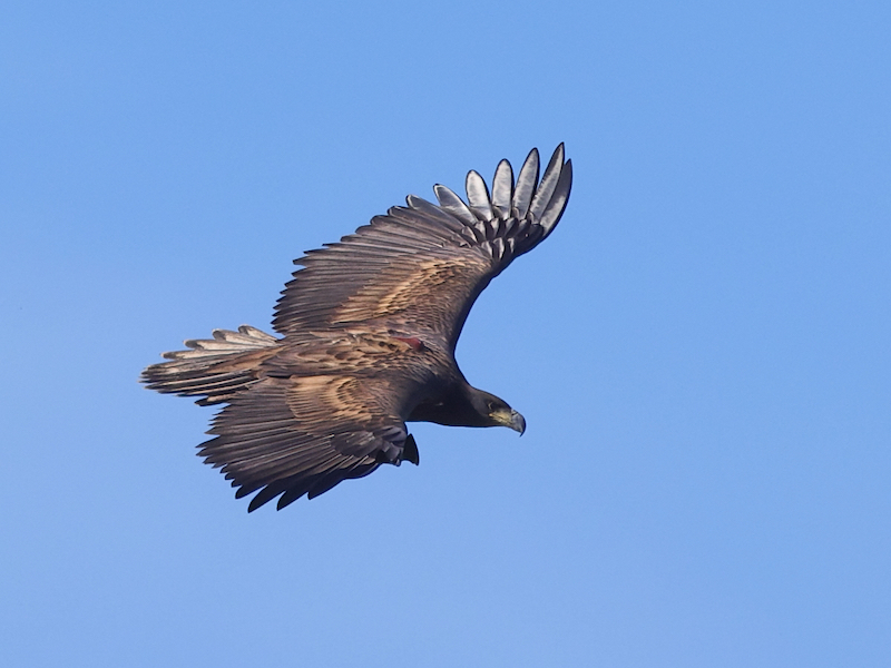 2023 proved to be a landmark year with the first White-tailed Eagle chick fledging from a nest in southern England for 240 years. We're pleased to report the youngster, G625, is doing well. Read more in our latest blog: roydennis.org/2023/12/22/hap… @SeaEagleEngland Photo: Mike Jerome