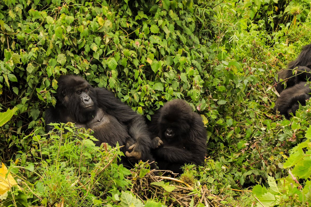 ugtravelsafaris's tweet image. An encounter with gorillas🦍

@PSG_inside’s Warren Zaïre-Emery trekked to see mountain gorillas in their natural habitat in @VolcanoesPark. 

#VisitRwanda🇷🇼
wildtravelsafaris.com
