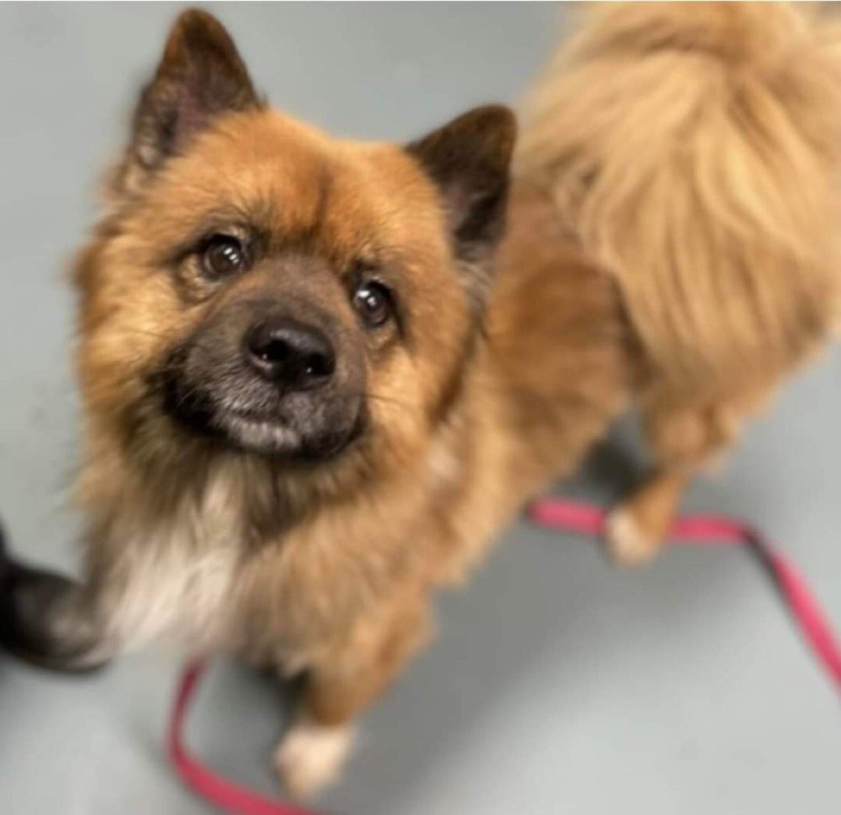 PawsnTails4TX's tweet image. 🐾💔 CHOWDER 💔🐾 #NYCACC
TB☠️12/23 
Found wandering in Brooklyn, brought in by police 👮‍♀️ 
Likes walks and snacks 🍖🦴🧀
🏥CIRDC 
Please #RT #PLEDGE #FOSTER 
#189470. 4yrs 
A🏡for the holidays 🧑🏻‍🎄🎄🎁