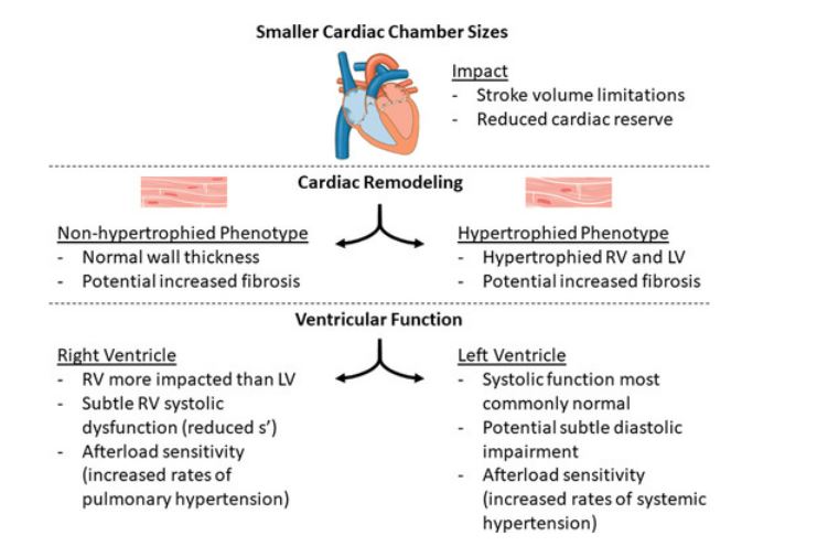#Perspective Preterm birth is associated with multiple pathological cardiac phenotypes in young adults <a href="/DrKaraGoss/">Kara Goss</a> <a href="/UTSWInternalMed/">UT Southwestern Internal Medicine</a> ahajournals.org/doi/10.1161/CI…