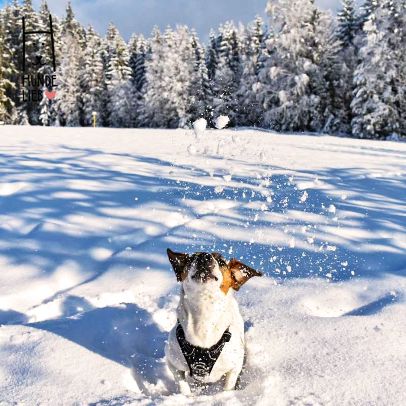 Lumpi hat Spaß im Schnee und wünscht euch schon mal allen Frohe und besinnliche Weihnachten. 🎅🎄🎁

#hundefotos #hundebilder #hundelieb #dogsharing #dogfluencer #dailydoseofdog #dogsharingdeutschland #dogsharingösterreich #dogsharingschweiz #dogcommunity #lovedogs #hund #hunde
