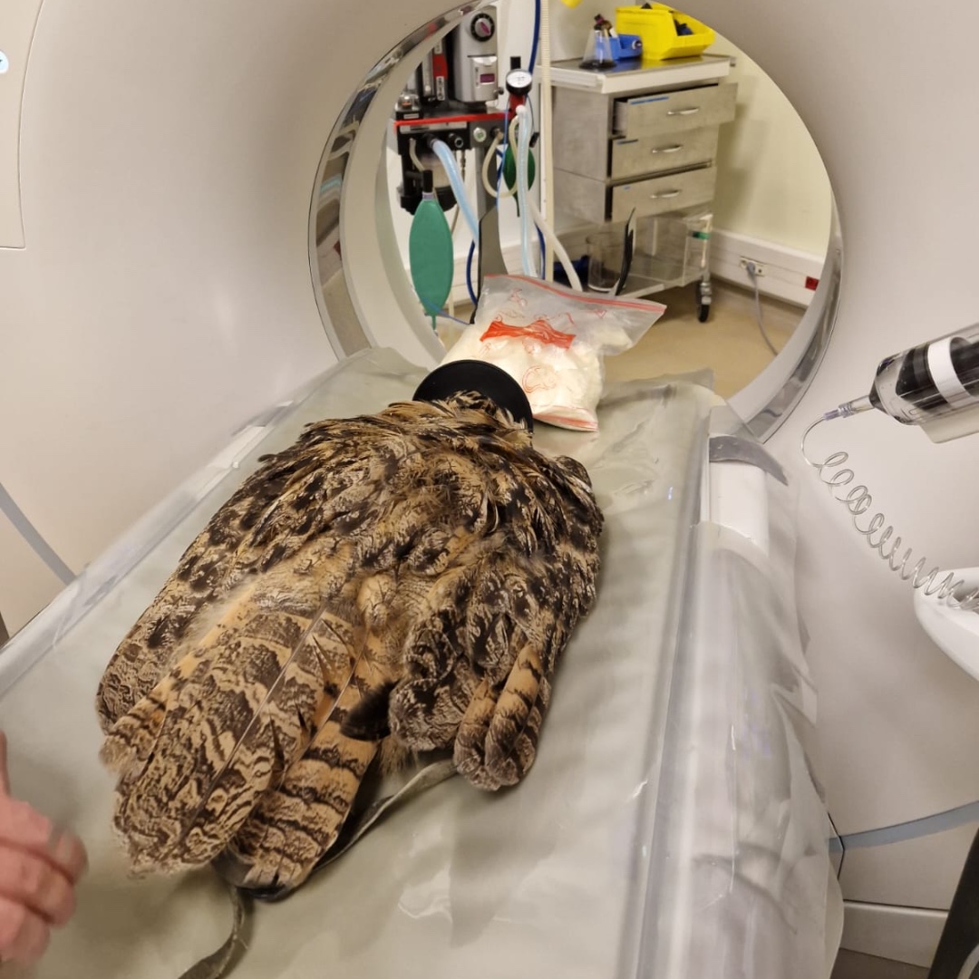 ❤️‍🩹 SOIN 🦉 Voici Wally ! Ce hibou grand-duc est venu en consultation au service des nouveaux animaux de compagnie (NAC) de l’EnvA. L’oiseau avait ingéré du gazon artificiel et n’avait plus d’appétit. 👉 Toute l'histoire : facebook.com/EnvAlfort