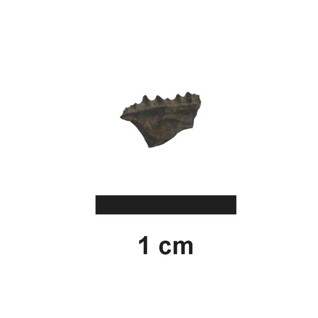 This week's micro-#FossilFriday features the left maxilla of the fossil lizard Prototeius stageri that was found and described from the Ellisdale locality, Campanian age (77-78 million years ago). This animal was a Teiid which includes examples such as whiptails and racerunners.