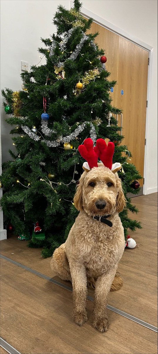 Benji would like to wish you all a happy Christmas. 🐾
