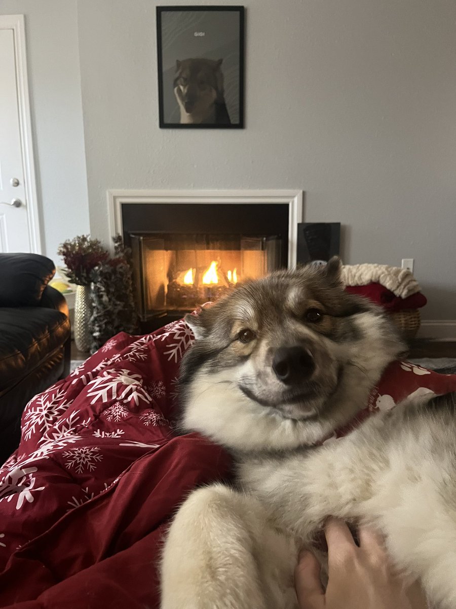 stephmeadwx's tweet image. Being good so Santa paws comes! 🎅🏻🎄#Christmas #SantaPaws