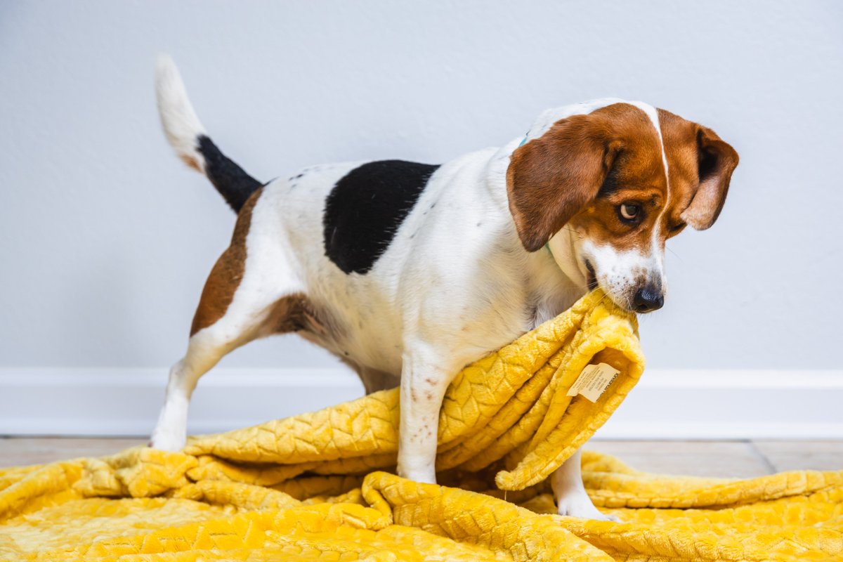 gayvalimont's tweet photo. I'm making calls with Daisy all afternoon because we are just $125 away from our weekly goal to beat Gaetz! No this is not a stock photo. Yes she is just this adorable. 
Can you give any amount- or RT this? Thank you!

CLICK HERE: 
https://t.co/mukO8V4agy https://t.co/2mOvEQhTea