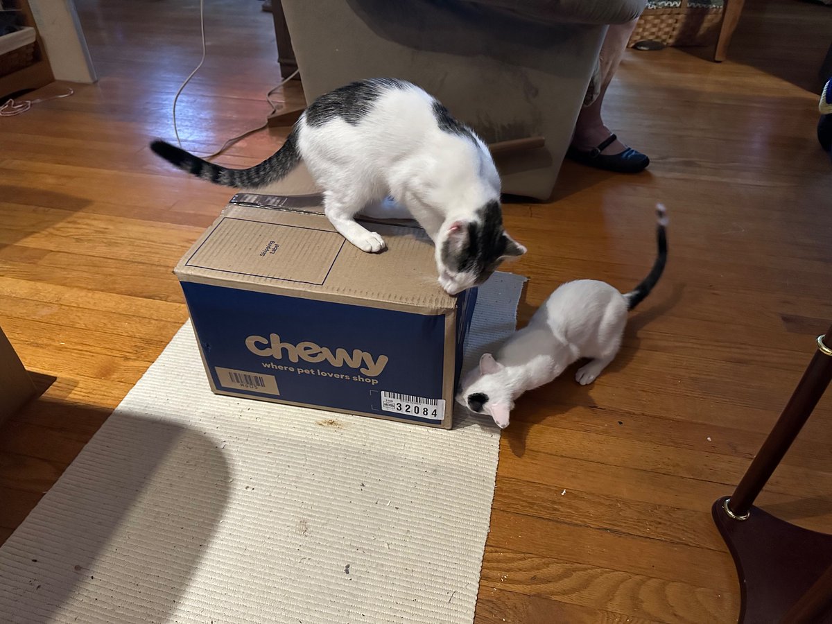 SchroderStark's tweet photo. Our #ChewyBox 📦 came!!
And the @fedex delivery person was so nice. He even handed the box to dad at the door (it was wet outside and dad didn’t have shoes on).
#CatsOfTwitter #CatsOfX https://t.co/hkUJ14pZdI