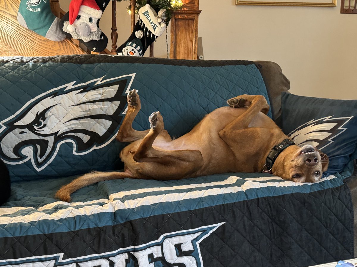 Resting up before the game! Go BIRDS! #FlyEaglesFly #BleedGreen #GoBirds #NFLEagles