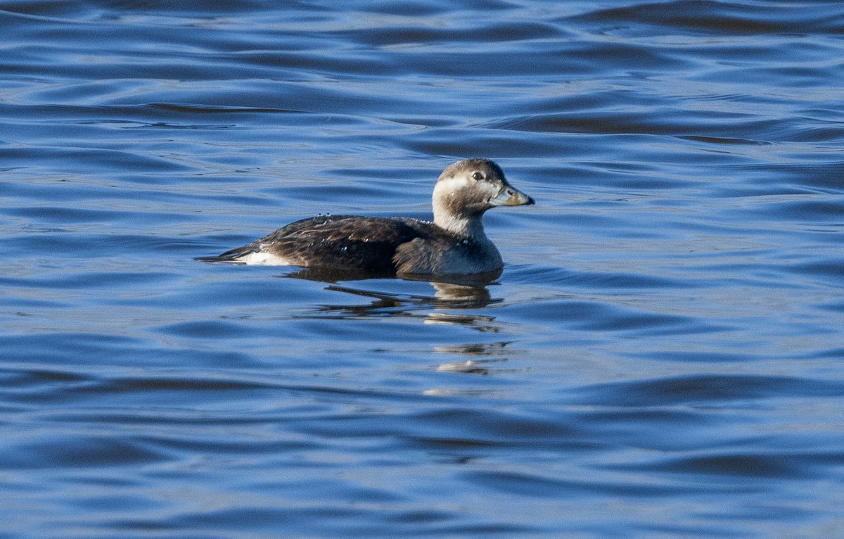 A couple of photos of the Long tailed Duck <a href="/RSPBMinsmere/">RSPB Minsmere 🌍</a> from a few weeks ago. I forgot I had these that were taken from East hide. This Duck was more under water than up, every time you got to see it, only for it to disappear again. A very popular bird to see on the day by many.