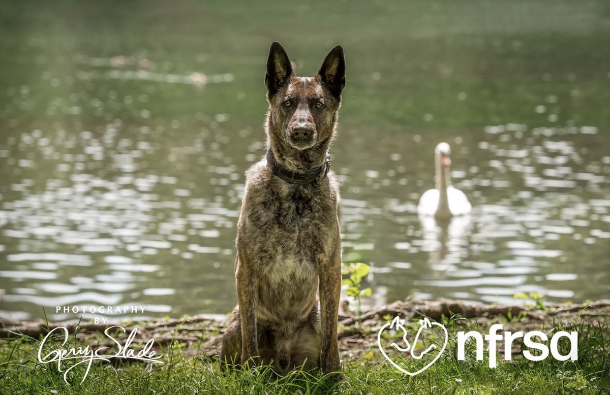 NFRSA (@the_nfrsa) on Twitter photo A very happy birthday to one of our calendar stars..
nfrsa.org.uk/shop/
RPD Rex who served as a General Purpose Police Dog with <a href="/BTP/">British Transport Police</a> worked all over the country - with one his deployments being at the Bristol Riots in 2021.
Rex turns 8 years old today and he appears as A very happy birthday to one of our calendar stars..
nfrsa.org.uk/shop/
RPD Rex who served as a General Purpose Police Dog with <a href="/BTP/">British Transport Police</a> worked all over the country - with one his deployments being at the Bristol Riots in 2021.
Rex turns 8 years old today and he appears as