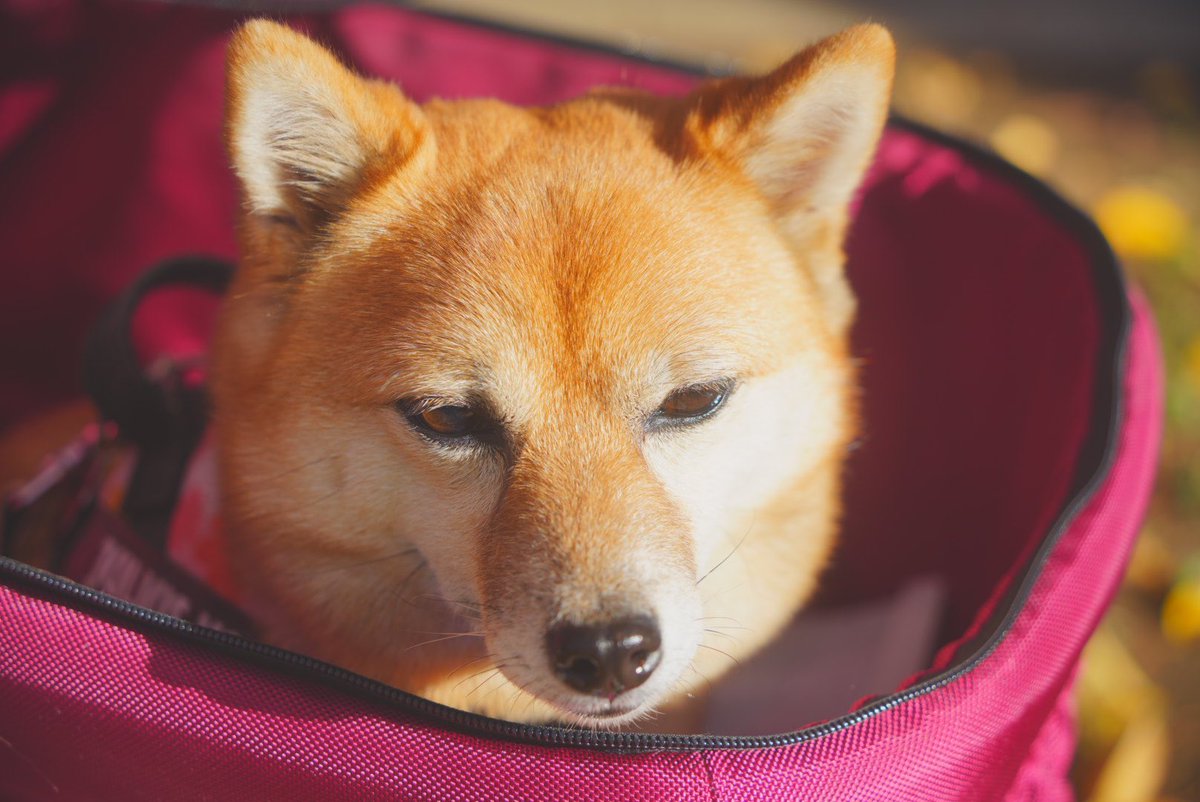carrera18240's tweet photo. 愛犬あずき
#ポメ柴 https://t.co/5HHq1hK84P