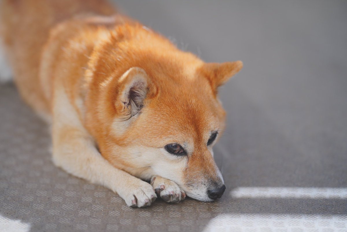 carrera18240's tweet photo. 愛犬あずき
#ポメ柴 https://t.co/5HHq1hK84P