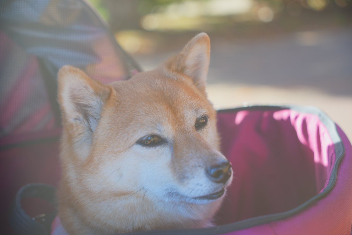 carrera18240's tweet photo. 愛犬あずき
#ポメ柴 https://t.co/5HHq1hK84P
