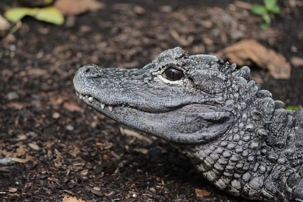 Some of you CLAIM to be gator enthusiasts lovers but are oblivious of the second species of alligator, the Chinese Alligator. These guys have very little natural habitat left along the Yangtze River, and there are only a few hundred left in the wild.