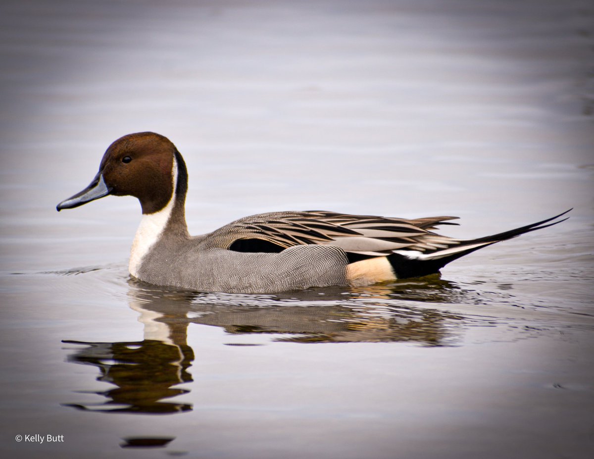 Northern Pintail.

#birdsnl