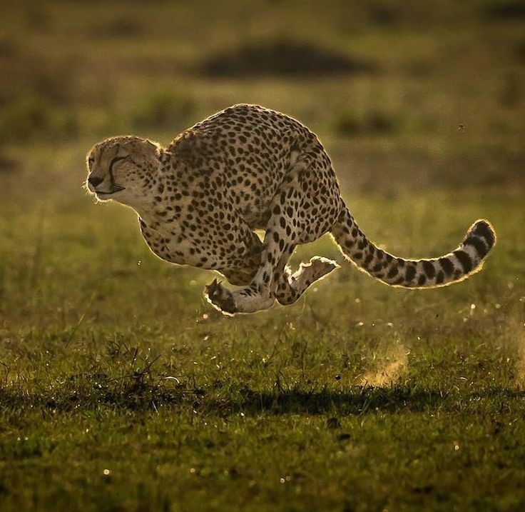 بدر ناصر السبهان tweet media