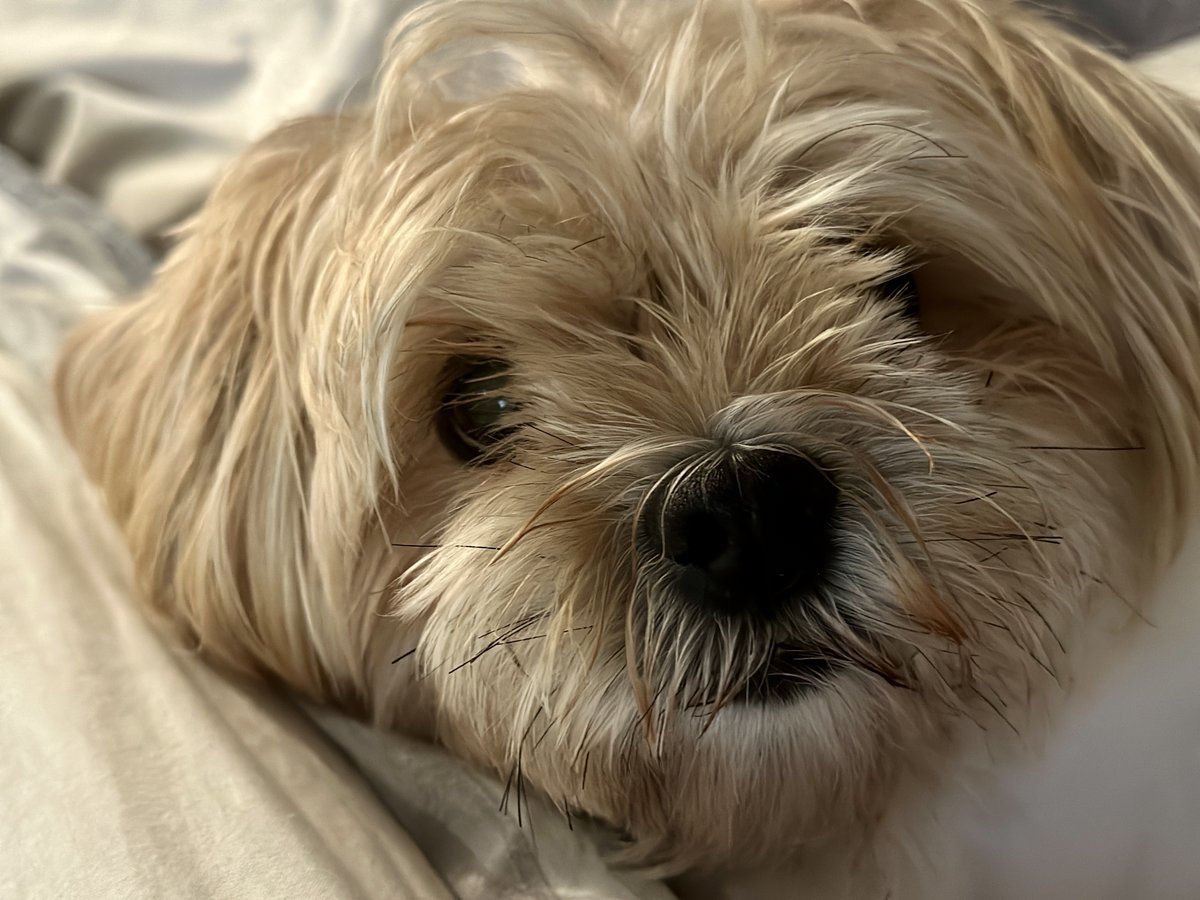 Sharyl Attkisson 🕵️‍♂️💼🥋 tweet media