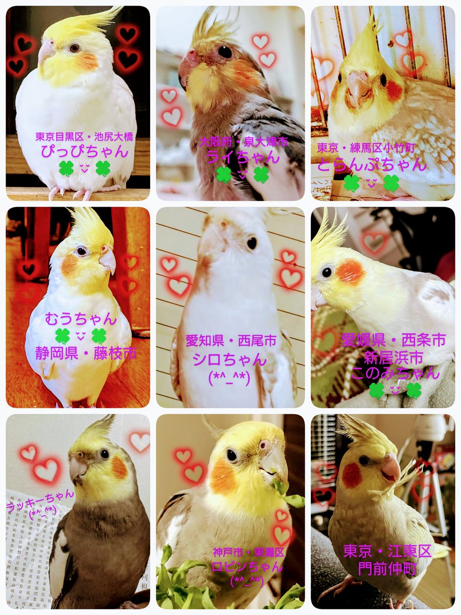 wanwan202319831's tweet photo. #迷子 #保護 #目撃 #情報 #拡散 #再会
大切な家族です🍀😌🍀
厳しい寒さになりました。
飼い主様達皆様が一生懸命探されています。
どんな情報でもお待ちしています。
迷子ちゃん達みんなが無事でご家族の元へ🍀😌🍀
皆様のご協力お願いいたします。
よろしく😉👍️🎶お願いいたします。(о＾∇＾о)✨ https://t.co/IjoWtIyYUp
