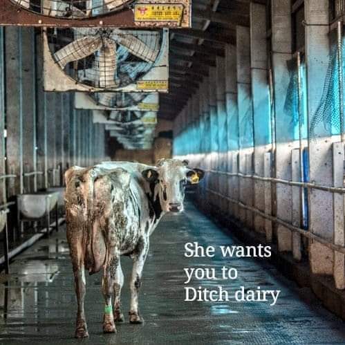 I'm #Vegan for the exploited mothers.

#DitchDairy #BanFactoryFarming #ItsNotFoodItsViolence #InternationalAnimalRightsDay