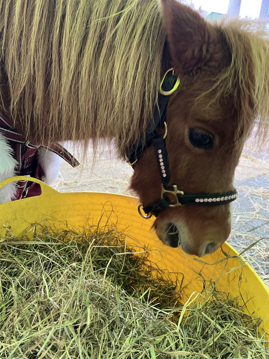 ClaireRaper's tweet photo. Thank you to @FlemingateBev for inviting us to be at the Christmas weekend we have had a lovely time. The rain didn’t dampen spirits. We met lots of lovely people. 🎄🐴❤️🥰 @Therapony4 https://t.co/997Xq5aDYr