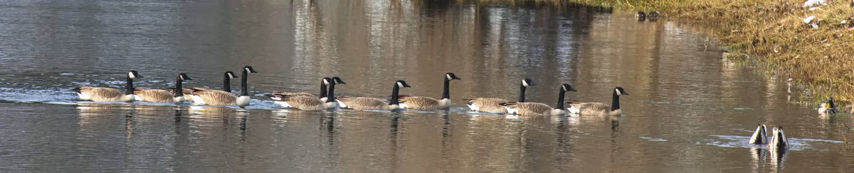 AshleyPurring's tweet photo. Line o' geese at Marymoor Park, December 2021 #geese #marymoorpark #birds #birding #birdphoto #birdphotography #wildlifephotography #naturepicture #eastsideaudubon #kingcountyparks https://t.co/RqutPHvty7
