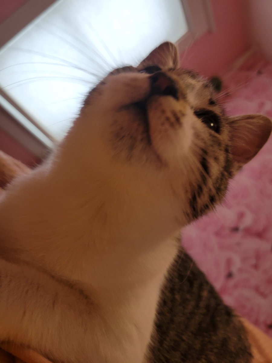 I assume y'all need cat pics?