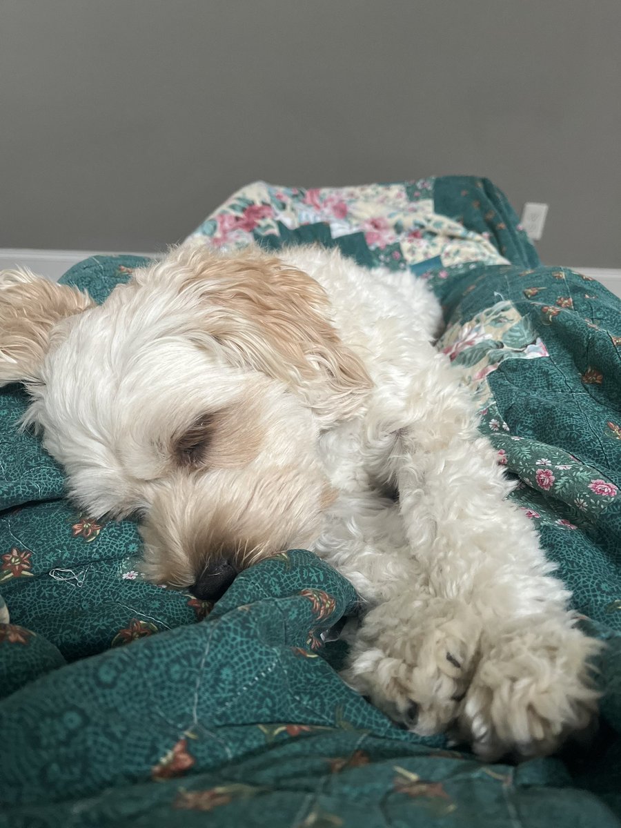 napping before celebrating a @Bengals win at  @pgjdogbar 🤞 happy birthday joey b 🫡🐅🏈🧡