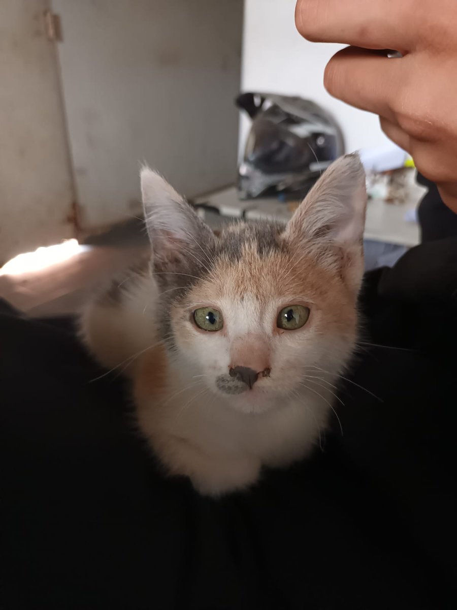 LauchaMldnado92's tweet photo. La gatita sigue sin aparecer estaba en barrio brown si alguien se la llevó pido q la devuelvan se da recompensa... X favor es muy chiquita https://t.co/YjximgdTEx